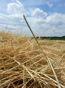 Straw Field (Photo by Susanne Schuberth)
