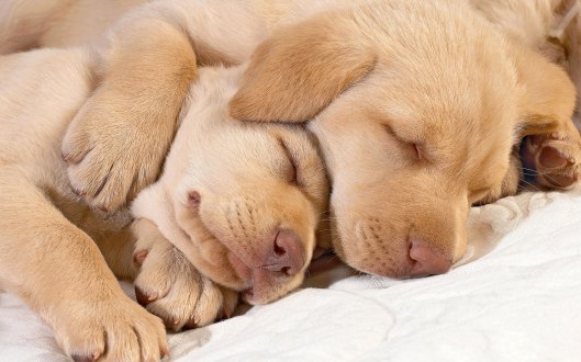 cute-sleep-dog-pic