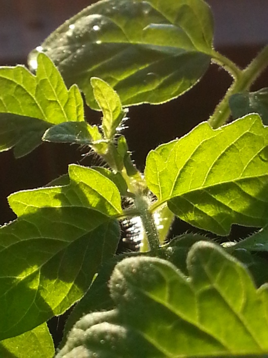 Small Tomato Plant (Photo by Susanne Schuberth)
