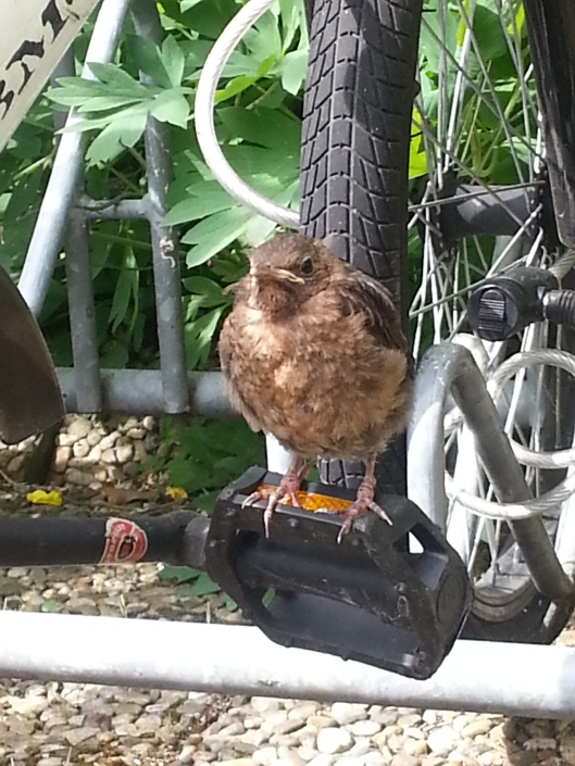 Blackbird Baby Enjoying the Sun on a Bicycle Pedal  (Photo by Susanne Schuberth)