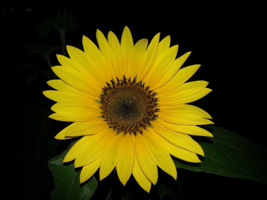 Sunflower in the Night (Photo by Susanne Schuberth)