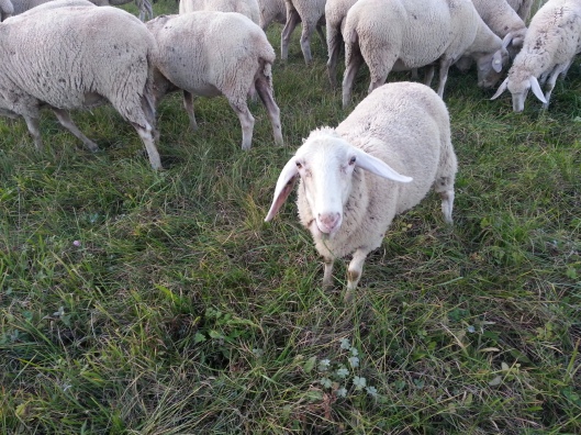 My Sheep Hear My Voice (Photo by Susanne Schuberth)