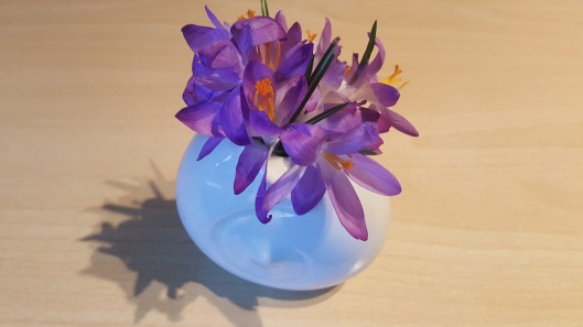 Abiding IN Christ like these crocuses in the vase, everything we ask for will be received (Photo by Susanne Schuberth) 